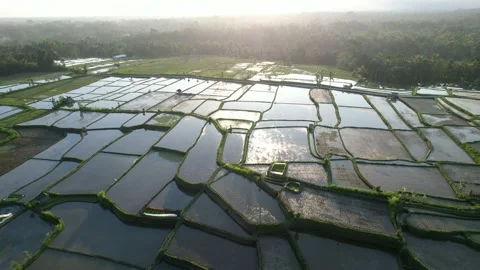 Flooded rice fields at large cultivated plain, aerial shot in sunny evening Stock Footage 204419527