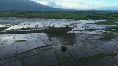 Flooded rice fields reflect sunlight.Suitable for agricultural documentaries. Stock Footage 336023854