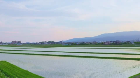 Flooded rice fields reflecting twilight sky and distant mountains in Japan Stock Footage 337887447