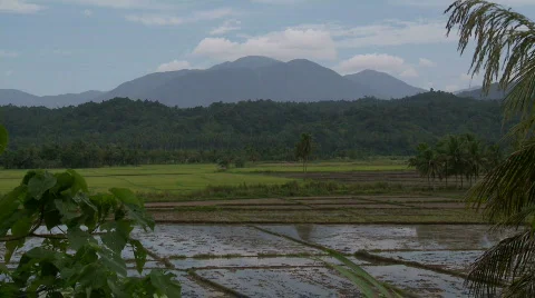 Flooded rice fields surrounded by green fields and mountain in the background Stock Footage 555668