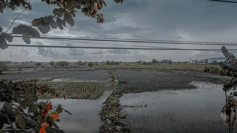 Flooded Rice Fields Under Cloudy Sky Stock Photos