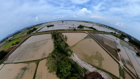 Flooded rice paddies stretch under bright skies Видео 345393371