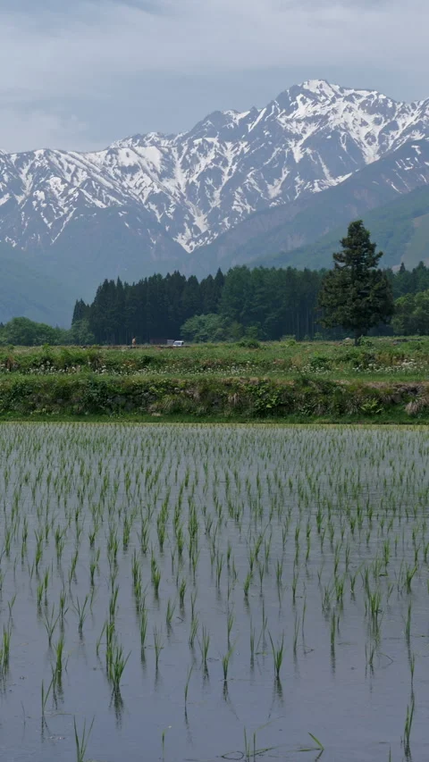 Flooded Rice Paddy Below Snow Capped Mountain Vertical Video Vidéo 346193308