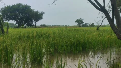 Flooded Rice Paddy Field In Monsoon Rain With Tree Frame, Asian Countryside Stock Footage 345670628