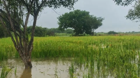 Flooded Rice Paddy Field In Monsoon Rain, Asian Countryside Landscape, 4K Stock Footage 345670632