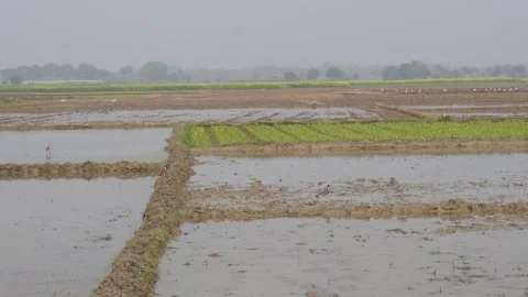 Flooded rice paddy fields 스톡 동영상 332586153