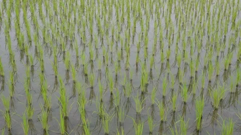 Flooded Rice Paddy Stock-Footage 333916712