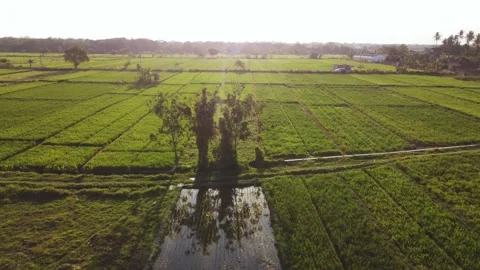 Flooded rice paddy with tree reflections surrounded by green fields Stock Footage 341544493