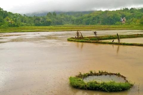 Flooded Rice pl... Stock Photos