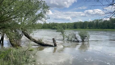Flooded rierside forest at the danube river Stock Footage 154124333