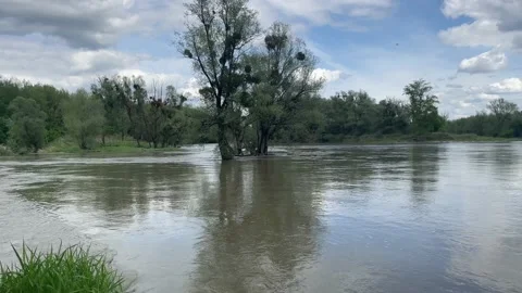 Flooded rierside forest at the danube river Stock Footage 154127714