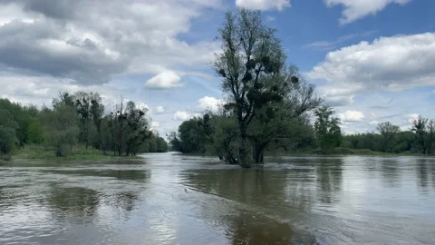Flooded rierside forest at the danube river Stock Footage 154127807