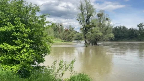 Flooded rierside forest at the danube river Stock Footage 154127850