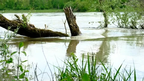 Flooded rierside forest at the danube river Stock Footage 154128237