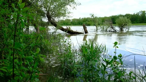 Flooded rierside forest at the danube river Stock Footage 154128378