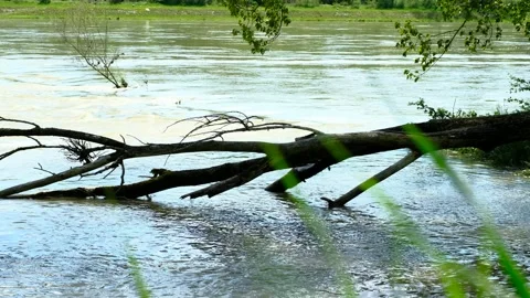 Flooded rierside forest at the danube river Stock Footage 154128491