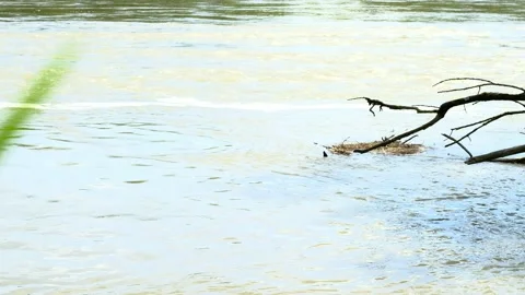 Flooded rierside forest at the danube river Stock Footage 154128560