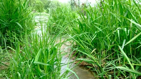 Flooded rierside forest at the danube river Stock Footage 154128835