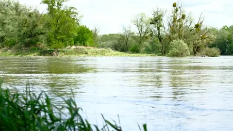 Flooded rierside forest at the danube river Stock Footage 154128949