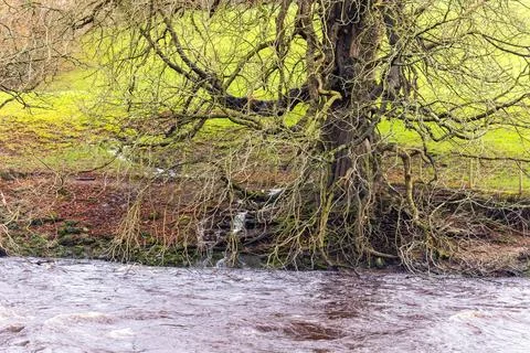 Flooded river after heavy rain with field runoff and bare tree roots Stock Photos