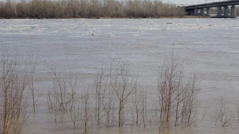 Flooded river with bare bushes and ice during spring thaw Stock Footage 332431923