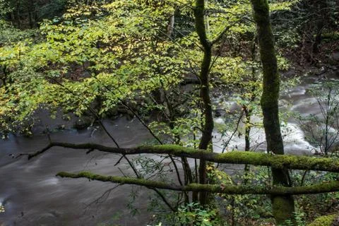 Flooded river with downed trees covered in heavy moss, Great Smoky Mountains Stock Photos