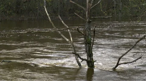 Flooded River Fighting tree Stock Footage 47244677