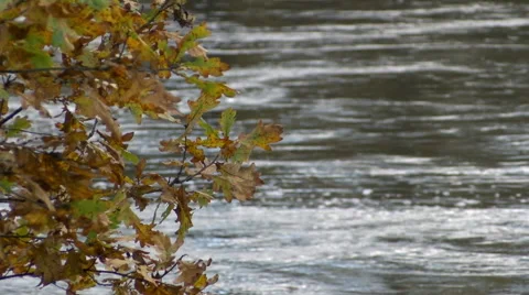 Flooded River Stock Footage 49541490
