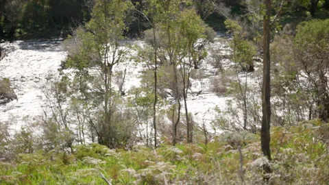 Flooded river overflows far bank as water gushes downstream. Stock Footage 160089843