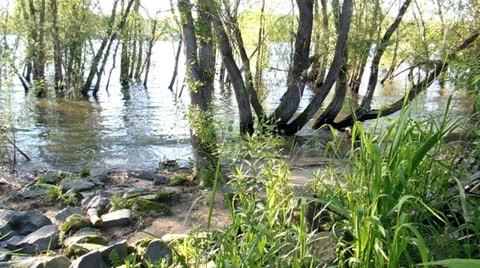 Flooded river Rhine Video stock 23706923