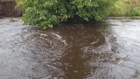 Flooded river with strong current and turbulent brown water Vídeos de archivo 318161513