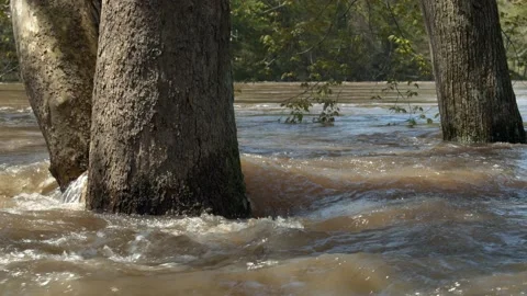 Flooded river water churning around trees. 4k60p Video stock 132461925