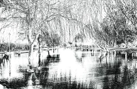 Flooded river with Willow trees over riverbanks 스톡 일러스트