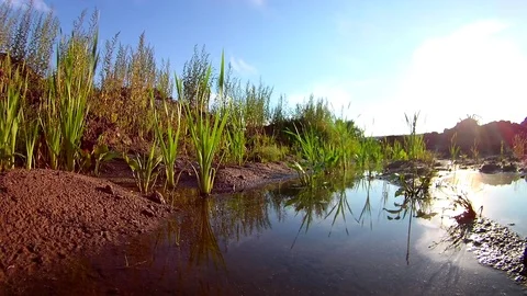 Flooded Soil Calm Environment; Subtle Wind Movement Stock Footage 103630261