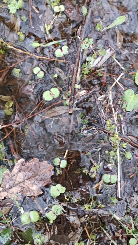 Flooded spring forest 動画素材 152997085