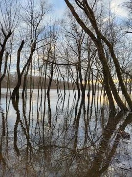 Flooded Spring Forest with Water Reflection Stock Photos