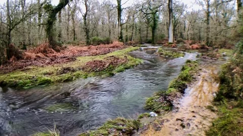 Flooded stream Stock Footage 242854412