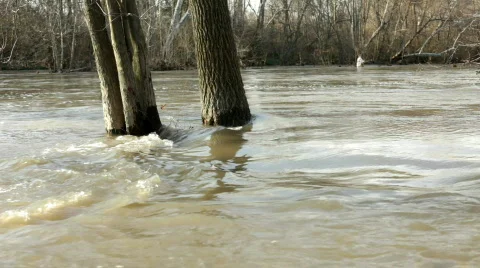 Flooded Stream with Trees underwater 스톡 동영상 684796