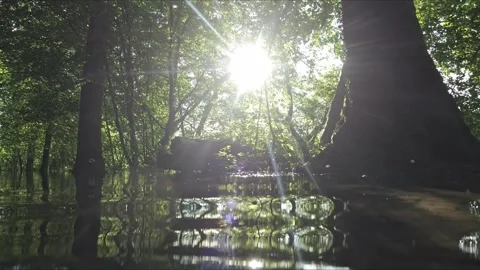 Flooded Summer Forest – Cinematic Tracking over Shimmering Water 4K 動画素材 320835945