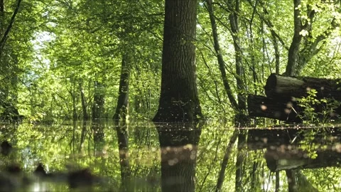 Flooded Summer Forest with Dancing Insects on Water – 4K Cinematic Видео 320835910