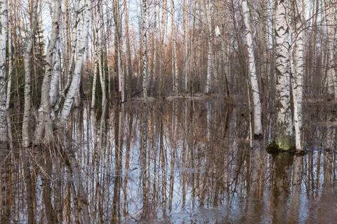 Flooded thicket at spring Stock Photos
