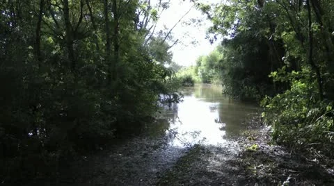 Flooded track through trees 動画素材 12591847