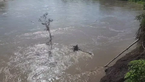 Flooded Tree Stock Footage 274297660