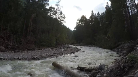 Flooded tree in the mountain raging streem Stock Footage 118599732