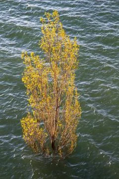 Flooded tree in swamp 스톡 사진