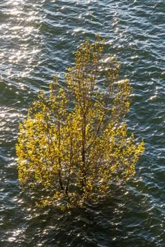 Flooded tree in swamp 写真素材
