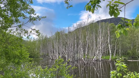 Flooded tree trunks during the spring flood of the river. Natural disasters as a Stock Footage 312346766
