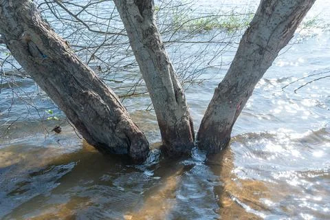 Flooded Tree Trunks River Nature Water Sunlight Landscape Spring Wetlands Stock Photos