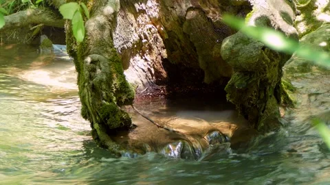 The flooded tree was covered with moss Stock Footage 140228083