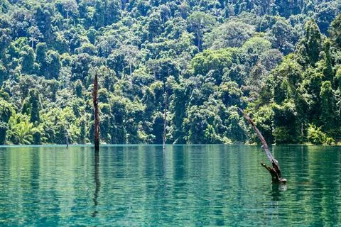 Flooded trees and forest view at Cheow Lan Lake in Khao Sok National Park Stock Photos